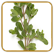 Non-Hybrid Marjoram Seed | Seeds of Life