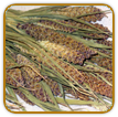 Open-Pollinated Millet Seed | Seeds of Life