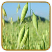 Open-Pollinated Oat Seed | Seeds of Life