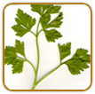 Open-Pollinated Parsley Seed | Seeds of Life