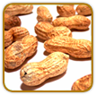 Open-Pollinated Peanut Seed | Seeds of Life