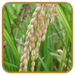 Non-Hybrid Rice Seed | Seeds of Life