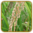 Open-Pollinated Rice Seed | Seeds of Life