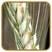 Open-Pollinated Rye Seed | Seeds of Life