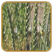 Non-Hybrid Spelt Seed | Seeds of Life