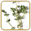 Non-Hybrid Thyme Seed | Seeds of Life