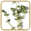 Open-Pollinated Thyme Seed | Seeds of Life