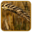 Open-Pollinated Wheat Seed | Seeds of Life