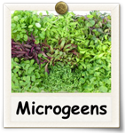 MicroGreens Growing Guide